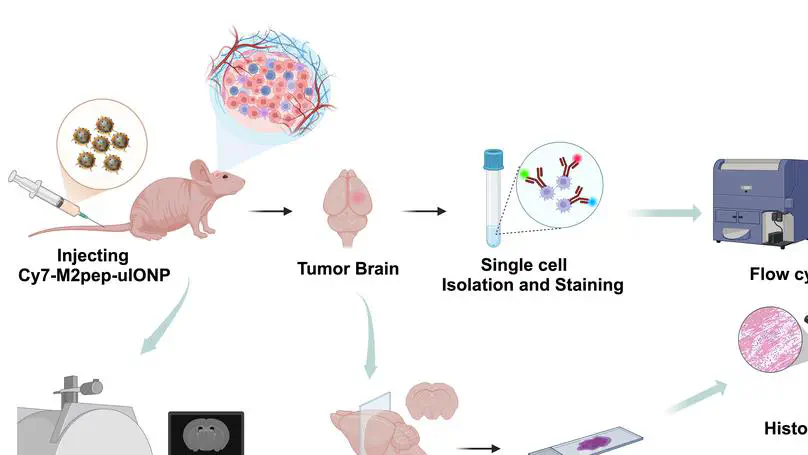 A subtype specific probe for targeted magnetic resonance imaging of M2 tumor-associated macrophages in brain tumors