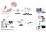 A subtype specific probe for targeted magnetic resonance imaging of M2 tumor-associated macrophages in brain tumors